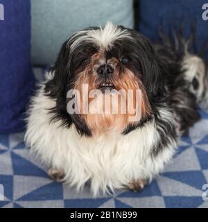 Drôle de chien ​​is assis à la maison sur le canapé. Animal de compagnie Shih Tzu. La Solitude. Banque D'Images