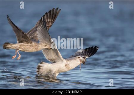 Goéland de hareng (Larus argentatus), deux goélands de hareng en vol de chasse, Royaume-Uni Banque D'Images