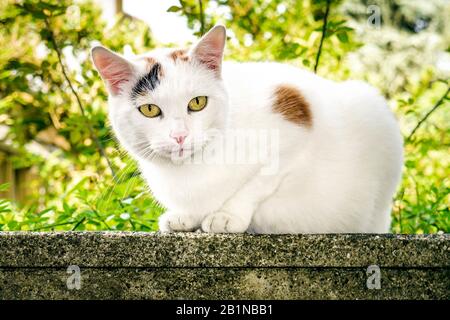 Chat domestique, chat maison (Felis siländ F. catus), chat blanc à l'extérieur, Allemagne Banque D'Images