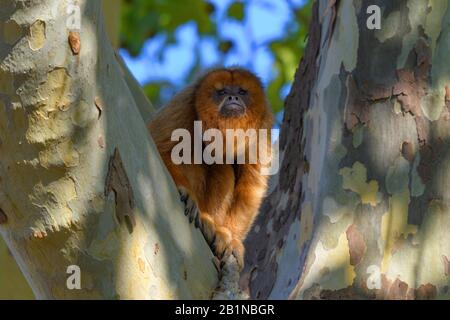 Le howler brun (Alouatta fusca, Alouatta guariba) est assis sur une fourche de branche Banque D'Images