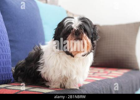 Drôle de chien ​​is assis à la maison sur le canapé. Animal de compagnie Shih Tzu. La Solitude. Banque D'Images