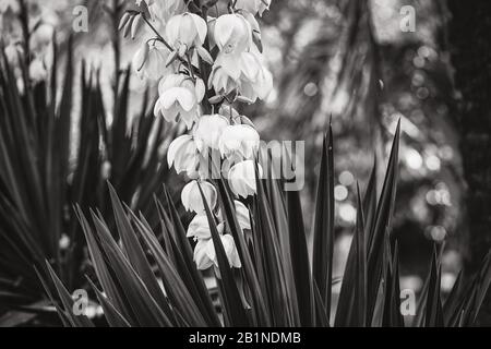 Fleurs blanches en forme de cloche et feuilles droites de Yucca Banque D'Images