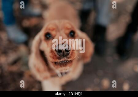 Nez noir au foyer gros plan d'un chien Cocker brun, le visage du chien est flou Banque D'Images