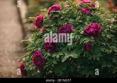 bourgeons pivoté rose juteux sur fond de verdure, image d'un jardin fleuri en été Banque D'Images