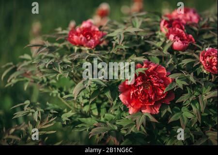 bourgeons pivoté rose juteux sur fond de verdure, image d'un jardin fleuri en été Banque D'Images