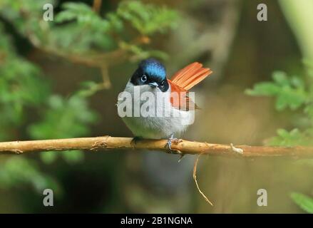 Reunion Paradise-flycatcher (Terpsiphone bourbonnensis bourbonnensis) mâle adulte perché sur la branche Réunion Island, Océan Indien décembre Banque D'Images