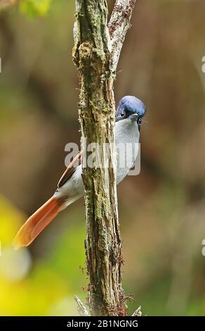 Reunion Paradise-flycatcher (Terpsiphone bourbonnensis bourbonnensis) mâle adulte perché sur la branche Réunion Island, Océan Indien décembre Banque D'Images