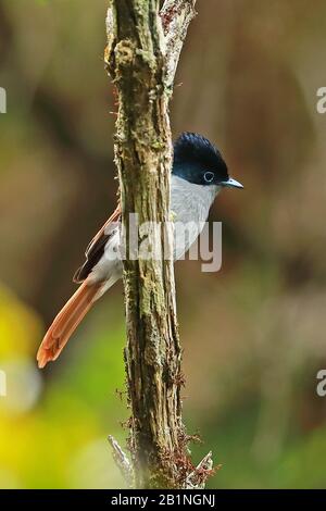 Reunion Paradise-flycatcher (Terpsiphone bourbonnensis bourbonnensis) mâle adulte perché sur la branche Réunion Island, Océan Indien décembre Banque D'Images