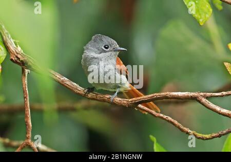 Reunion Paradise-flycatcher (Terpsiphone bourbonnensis bourbonnensis) adulte femelle perché sur la branche Réunion Island, Océan Indien décembre Banque D'Images