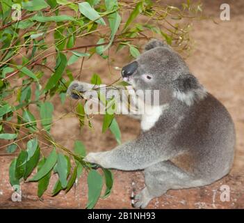 l'ours koala d'Australie n'est normalement pas vu au sol Banque D'Images