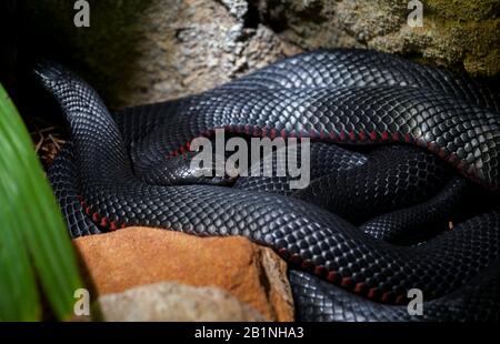 Serpent noir ventre rouge d'Australie Banque D'Images