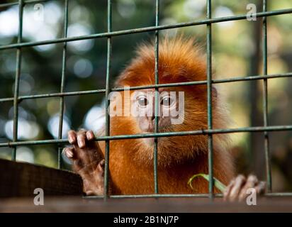 Indonésie, BALI - 20 JANVIER 2011: Singe dans le zoo de Bali. Indonésie Banque D'Images