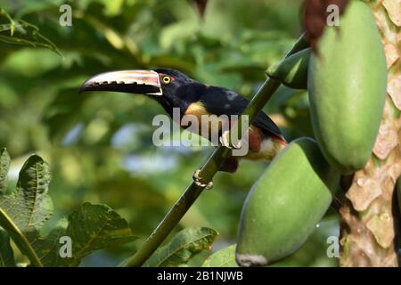 Hachée aracari mangeant des fruits de papaye au Costa Rica Banque D'Images