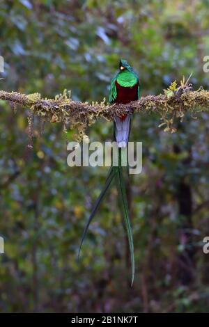 Resplendent Quetzal dans la forêt de nuages du Costa Rica Banque D'Images