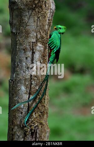 Resplendent Quetzal dans la forêt de nuages du Costa Rica Banque D'Images