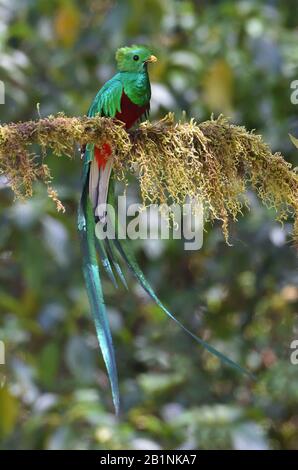 Resplendent Quetzal dans la forêt de nuages du Costa Rica Banque D'Images