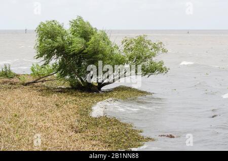 Rive de la rivière Rio de la Plata dans la réserve écologique de Costanera sur, durant l'été 2016, lors d'une invasion de plantes aquatiques, hyaci d'eau Banque D'Images