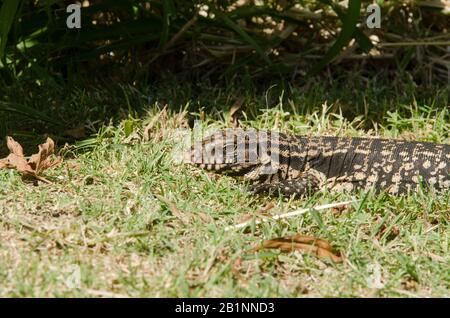 Tegu noir et blanc argentin, Salvatore merianae, le plus grand des lézards thr tegu, bronzer sur l'herbe, dans la réserve écologique de Costanera sur; Banque D'Images