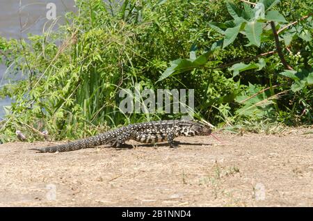 Tegu noir et blanc argentin, Salvatore merianae, le plus grand des lézards thr tegu, avec langue, dans la réserve écologique de Costanera sur; Buenos Banque D'Images