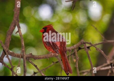 Rouge vif Nord Cardinal assis dans un arbre. Banque D'Images