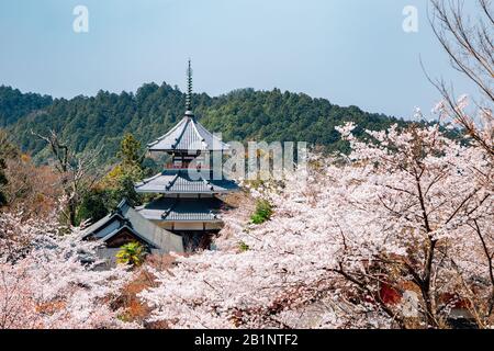 Temple de Yoshino Mountain Kinpusen-ji avec des cerisiers en fleurs printanières à Nara, au Japon Banque D'Images