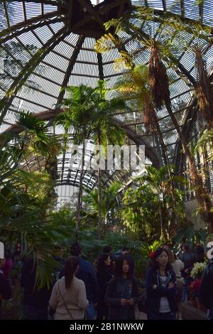 Le dôme du Balboa Park Botanical Building depuis le jardin tropical à l'intérieur. Banque D'Images