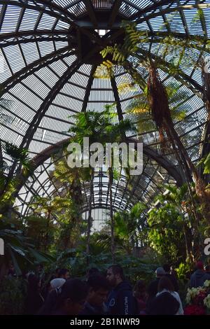 Le dôme du Balboa Park Botanical Building depuis le jardin tropical à l'intérieur. Banque D'Images