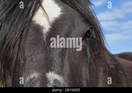 Gros plan sur un cheval noir avec une étoile blanche sur son front et le ciel bleu en arrière-plan. Banque D'Images