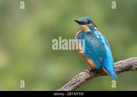 Kingfisher (Alcedo atthis) assis sur une branche au-dessus d'une piscine dans la forêt d'Overijssel (Twente) aux Pays-Bas. Fond bokeh vert. Banque D'Images