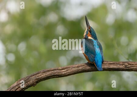 Kingfisher (Alcedo atthis) assis sur une branche au-dessus d'une piscine dans la forêt d'Overijssel (Twente) aux Pays-Bas. Fond bokeh vert. Banque D'Images