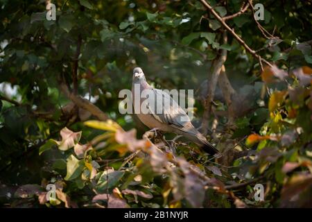 L'oiseau de Dove sauvage s'assit dans un arbre le matin d'hiver. Banque D'Images