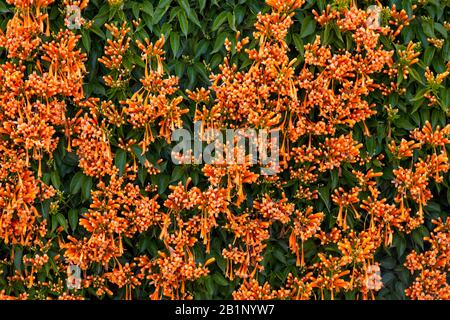 La trompette d'orange (Pyrostegia venusta) est l'un des grimpeurs à fleurs d'hiver les plus spectaculaires que vous pouvez trouver et est parfois appelée la vigne de flamme Banque D'Images