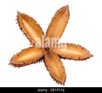 CORNEILLES FLINDERSIA australis à la fin de l'automne, ce grand arbre forestier de pluie produit des fruits ligneux couverts de courtes pointes émoussées. Une fois mûres, chaque 10 cm- Banque D'Images