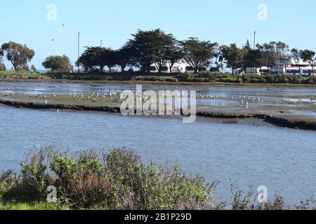 Les oiseaux de rivage se fracassent dans un estuaire près du sentier de la baie de San Francisco. Banque D'Images