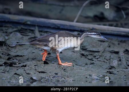 African finfoot dans son habitat naturel en Gambie Banque D'Images