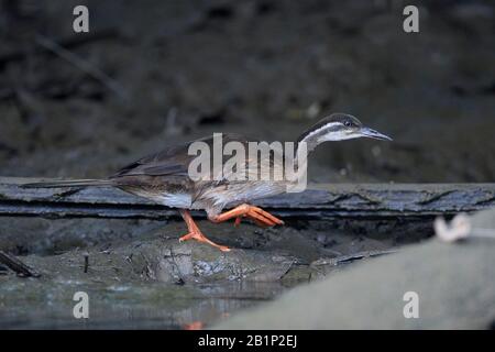 African finfoot dans son habitat naturel en Gambie Banque D'Images