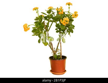 Kalanchoe fleurit feldiana dans une belle fleur d'orange isolée sur fond blanc Banque D'Images