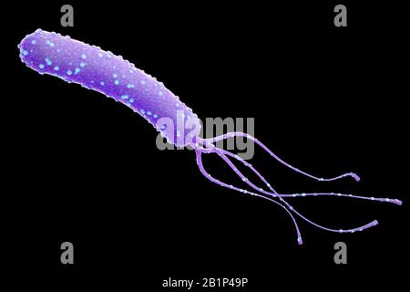 Bactérie Helicobacter pylori avec des détails élevés isolés sur fond noir. rendu tridimensionnel. Banque D'Images