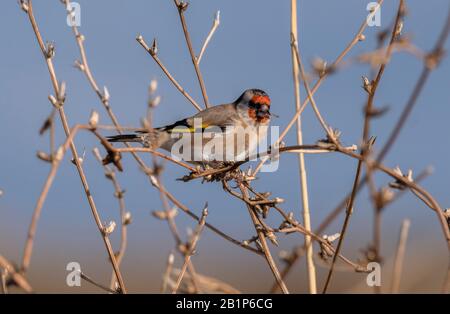 Le goldfinch européen, Carduelis carduelis, se nourrissant de graines sèches au début de l'hiver. Banque D'Images