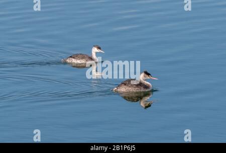 Deux grands grèbes, le criétat de Podiceps, la natation et la pêche sur le lac, en plumage de début d'hiver. Banque D'Images