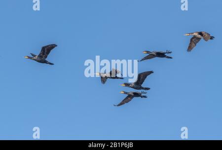 Cormorants communs, Phalacrocorax carbo, - adultes et jeunes - en vol au-dessus du lac. Banque D'Images