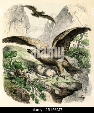 Golden eagle Aquila chrysaetos, Knilling (livre photo, CA. 1910) Banque D'Images