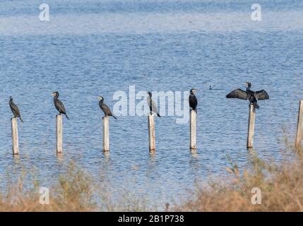 Cormorans communs, Phalacrocorax carbo, perché sur une ligne de poteaux dans le lac. Grèce. Banque D'Images