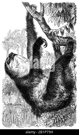 Loth à deux totes de Linnaeus (Choloepus didactylus), sloth à deux totes du sud, unau ou sloh à deux totes de Linne, Choloepus didatylus, anonym (livre de biologie, 1889) Banque D'Images
