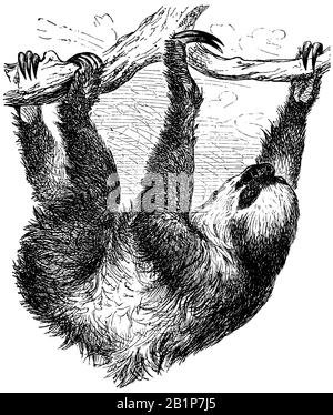 Loth à deux totes de Linnaeus (Choloepus didactylus), sloth à deux totes du sud, unau ou sloh à deux totes de Linne, Choloepus didatylus, anonym (livre de zoologie, 1882) Banque D'Images