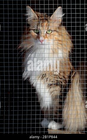 Une gentille femelle de chat de forêt norvégienne assise dans son chat courir dehors Banque D'Images