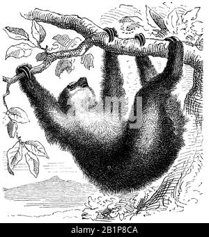 Loth à deux totes de Linnaeus (Choloepus didactylus), sloth à deux totes du sud, unau ou sloh à deux totes de Linne, Choloepus, anonym (encyclopédie, 1893) Banque D'Images