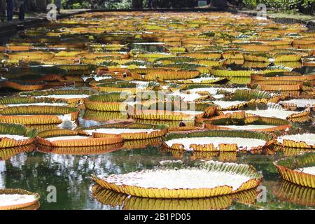 Sir Seewoosagur Ramgoolam, le Jardin Botanique de Pamplemousses, Ile Maurice Banque D'Images