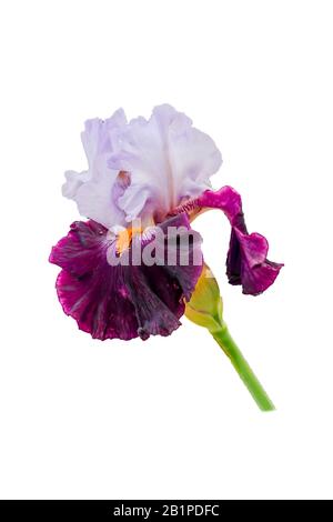 deux iris de couleur isolés sur blanc Banque D'Images