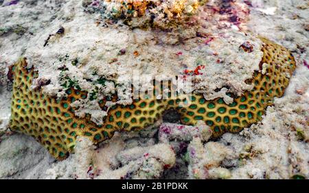 Belle photo de la colonie de corail de Favites abdita, prise sous l'eau pendant la plongée sous-marine dans l'océan profond. Forme de vie colorée dans l'écosystème marin. - Image. Banque D'Images